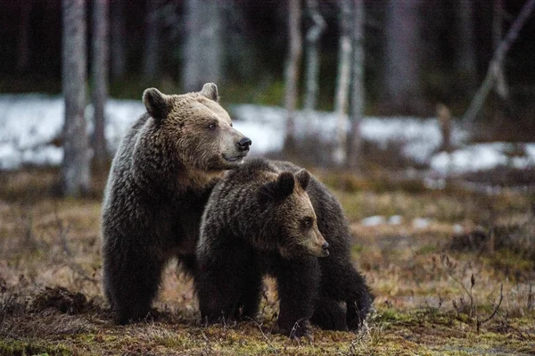 在春天森林的沼泽上 熊和幼崽的棕色熊 自然栖息地 科学名称 厄休斯 Arctos Arctos — 图库照片