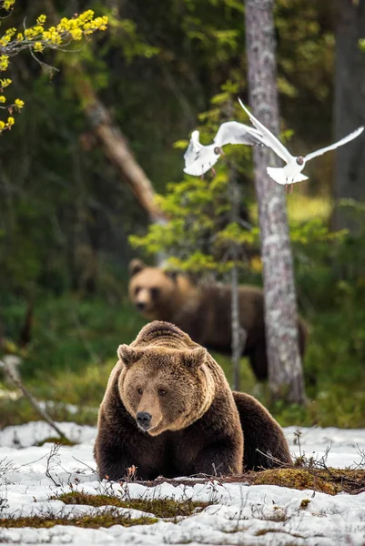 Άγρια Ενηλίκων Καφέ Αρκούδα Στο Χιόνι Στο Δάσος Νωρίς Την — Φωτογραφία Αρχείου