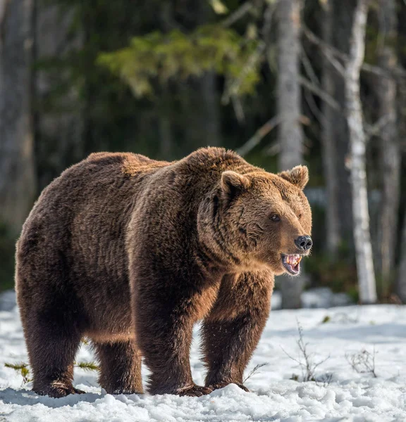 野生成年棕熊在早春森林的积雪上 科学名称 厄休斯 Arctos — 图库照片