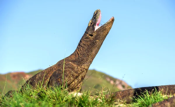 Δράκος Του Κομόντο Άνοδο Στο Κεφάλι Και Ανοιχτό Στόμα Φυσικών — Φωτογραφία Αρχείου