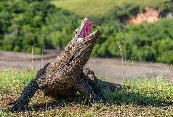 Komodo Dragon Baş Açık Ağız Ayağa Kalkın Doğal Yaşam Alanı — Stok fotoğraf