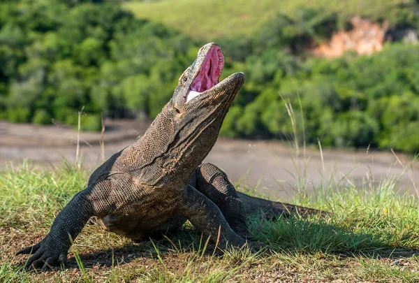 コモドドラゴンは オープンの頭と口を上昇します 自然の生息地 科学的な名前 ヴァラヌス Komodoensis 自然の背景は Rinca 島の風景です インドネシア — ストック写真