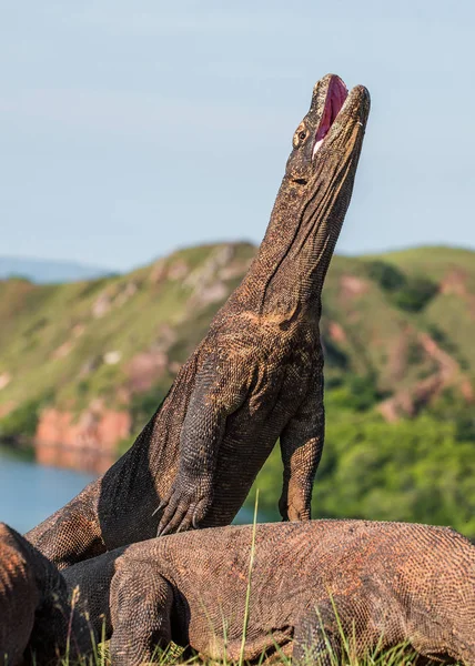 Dragón Komodo Está Pie Sobre Sus Patas Traseras Boca Abierta — Foto de Stock