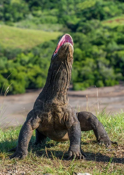 コモドドラゴンは オープンの頭と口を上昇します 自然の生息地 科学的な名前 ヴァラヌス Komodoensis 自然の背景は Rinca 島の風景です インドネシア — ストック写真