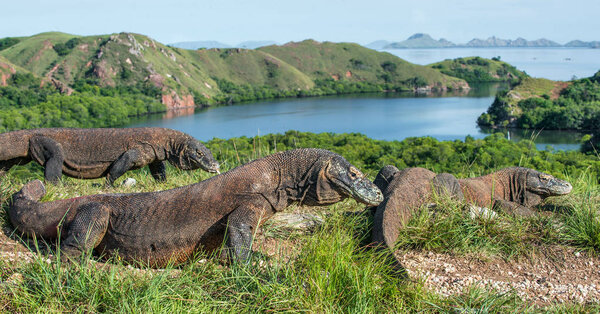 Komodo dragons in natural habitat. Scientific name: Varanus komodoensis. Natural background is Landscape of Island Rinca. Indonesia.