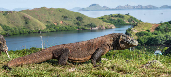 Komodo dragon in natural habitat. Scientific name: Varanus komodoensis. Natural background is Landscape of Island Rinca. Indonesia. 