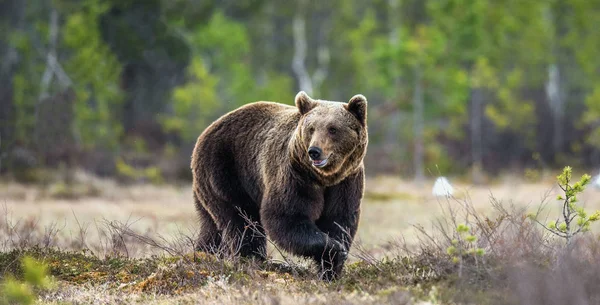 Дикий Коричневый Медведь Болоте Весеннем Лесу Научное Название Ursus Arctos — стоковое фото