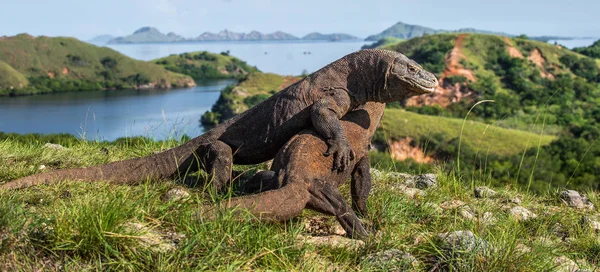 Fight of Komodo dragons for domination. Scientific name: Varanus komodoensis. Natural background is Landscape of Island Rinca. Indonesia.