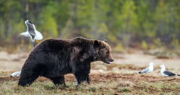 Urso Castanho Selvagem Pântano Floresta Primavera Nome Científico Ursus Arctos — Fotografia de Stock