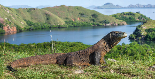 Komodo dragon in natural habitat. Scientific name: Varanus komodoensis. Natural background is Landscape of Island Rinca. Indonesia. 