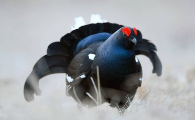 Kara Orman tavuğu Lek, erkek. Bilimsel adı: Tetrao Tetrix. Erken bahar. Rusya.