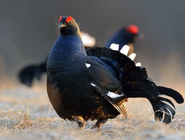 Kara Orman tavuğu Lek, erkek. Bilimsel adı: Tetrao Tetrix. Rusya.