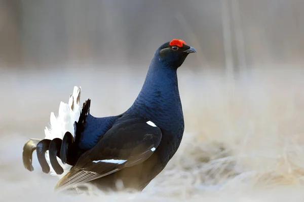 Hombre Urogallo Negro Lek Nombre Científico Tetrao Tetrix Primavera Temprana — Foto de Stock