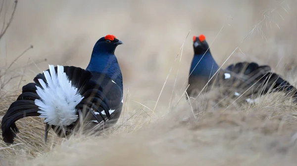 Homme Tétras Noir Lek Nom Scientifique Tetrao Tetrix Début Printemps — Photo