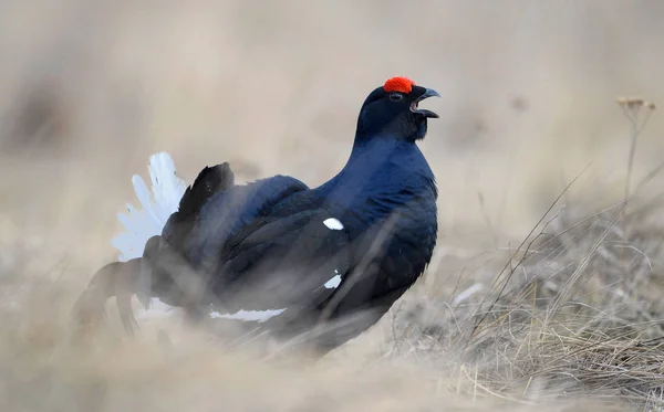 Hombre Urogallo Negro Lek Nombre Científico Tetrao Tetrix Primavera Temprana — Foto de Stock