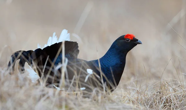 Male Black Grouse Lek Scientific Name Tetrao Tetrix Early Spring — Stock Photo, Image