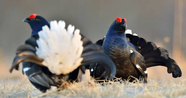 Male Black Grouses Lek Scientific Name Tetrao Tetrix Russia — Stock Photo, Image