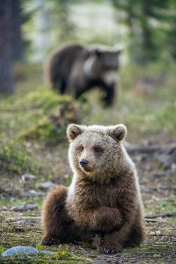 Boz ayı yavrusu yaz ormanın içinde. Bilimsel adı: Ursus arctos.