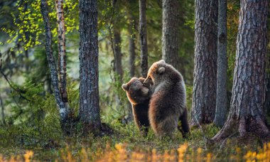 Boz ayı yavrularını ormanda oynuyor. Sceintific adı: Ursus arctos.