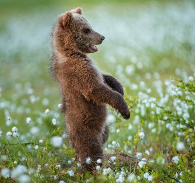 Yaz ormanda bataklık üzerinde kahverengi ayı yavrusu. Sceintific adı: Ursus arctos. 
