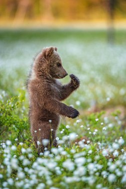 Yaz ormanda bataklık üzerinde kahverengi ayı yavrusu. Sceintific adı: Ursus arctos. 