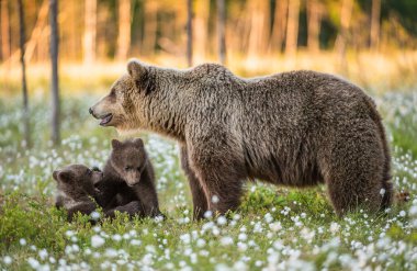 oynak ayı yavrularını ve boz ayı yaz saati, ormandaki yetişkin kadın. Bilimsel adı: Ursus arctos.