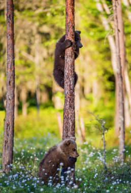 Boz ayı yavrularını ormanda oynuyor. Sceintific adı: Ursus arctos.