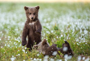 Boz ayı yavrularını ormanda oynuyor. Sceintific adı: Ursus arctos.