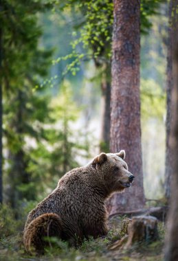 Yaz ormandaki yabani boz ayı. Bilimsel adı: Ursus Arctos.
