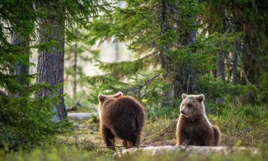 Vahşi yetişkin kahverengi (Ursus Arctos) yaz ormandaki ayı.