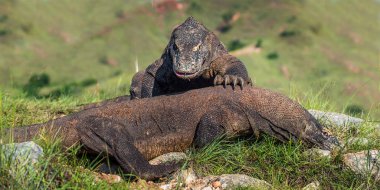 Komodo ejderleri hakimiyeti için mücadele. Bilimsel adı: Varanus komodoensis. Doğal arka plan manzara Adası Rinca olduğunu. Endonezya. 