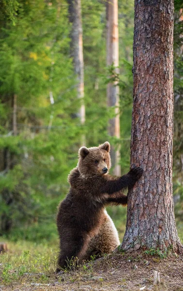 Brown Bear Cub Stoi Łapach Nazwa Naukowa Ursus Arctos Lesie — Zdjęcie stockowe