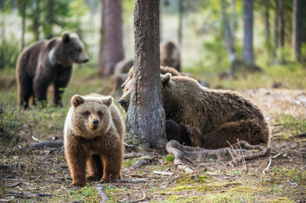 Ursos Castanhos Adultos Selvagens Ursus Arctos Floresta Verão — Fotografia de Stock