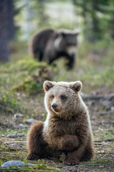 Medvěd Hnědý Mládě Lese Létě Vědecký Název Ursus Arctos — Stock fotografie