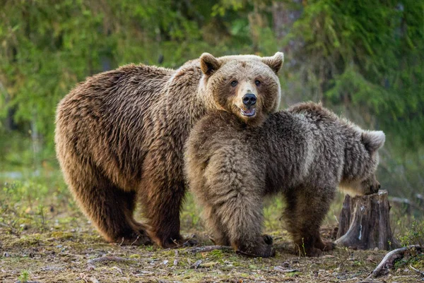 Ursa Filhote Urso Floresta Verão Nome Científico Ursus Arctos — Fotografia de Stock