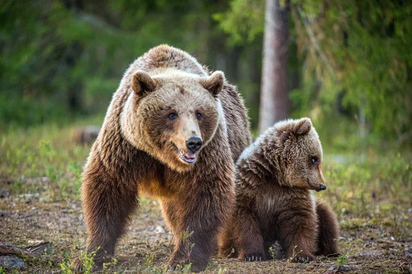 Ona Niedźwiedzia Niedźwiedź Lesie Okresie Letnim Nazwa Naukowa Ursus Arctos — Zdjęcie stockowe