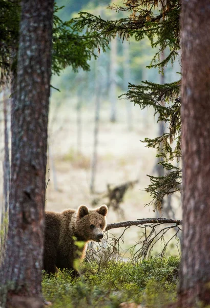 Filhote Urso Marrom Floresta Verão Nome Científico Ursus Arctos — Fotografia de Stock