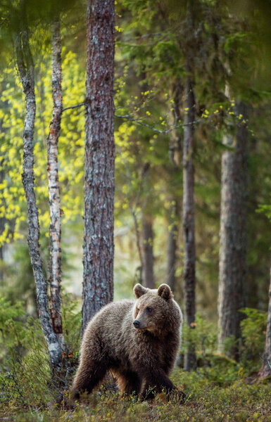 Brown bear cub in the summer forest. Scientific name: Ursus arctos.