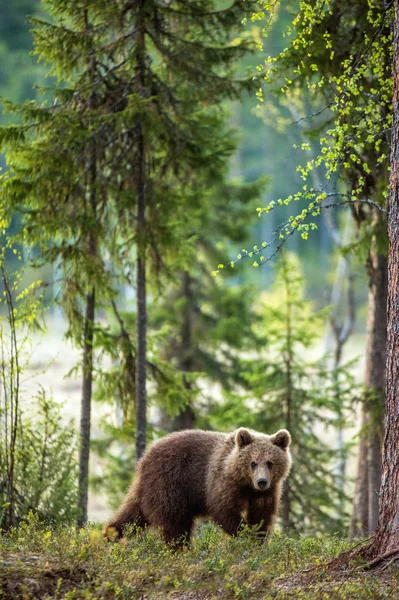 Cachorro Oso Marrón Bosque Verano Nombre Científico Ursus Arctos — Foto de Stock