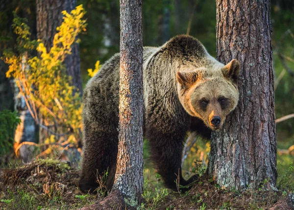 Urso Castanho Selvagem Floresta Verão Nome Científico Ursus Arctos — Fotografia de Stock