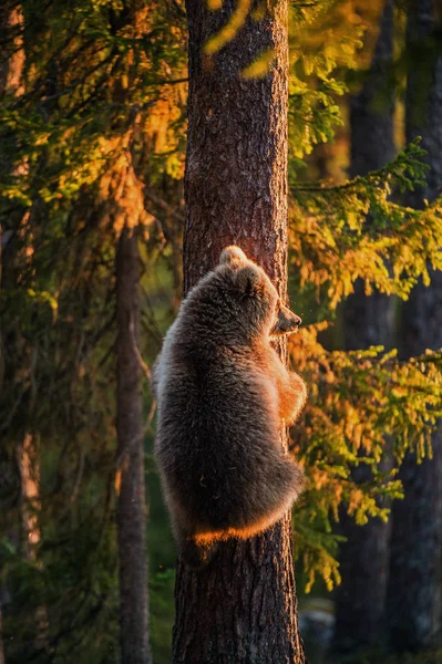Αρκουδακι Έχοντας Αρωματικά Κινδύνου Έχουν Ανέβει Ένα Πεύκο Αρκούδα Cub — Φωτογραφία Αρχείου