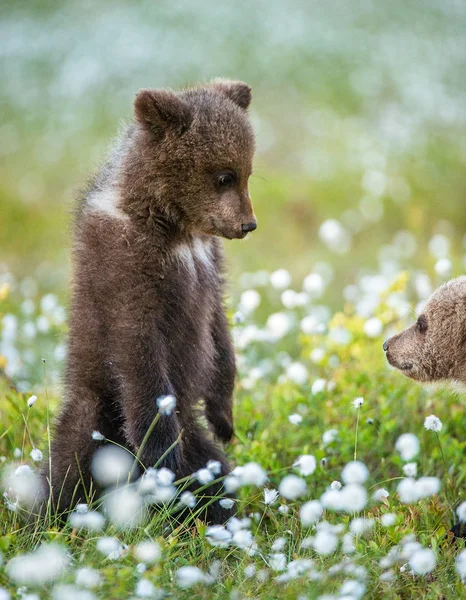 Cuccioli Orso Bruno Che Giocano Nella Foresta Nome Scientifico Ursus — Foto Stock