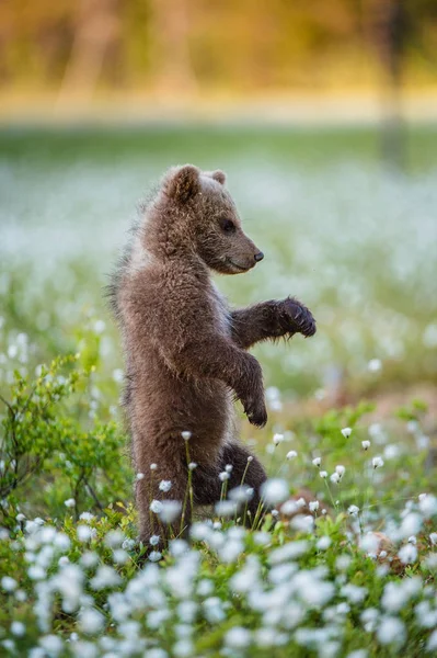 Brown Bear Cub Bog Summer Forest Sceintific Name Ursus Arctos — Stock Photo, Image