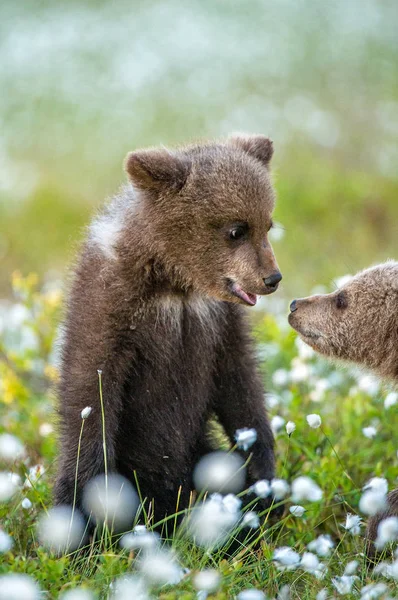 Cachorros Oso Pardo Jugando Bosque Nombre Escéptico Ursus Arctos —  Fotos de Stock