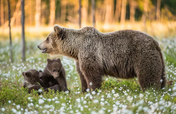 Cuccioli Orso Giocoso Femmina Adulta Orso Bruno Nella Foresta Durante — Foto Stock