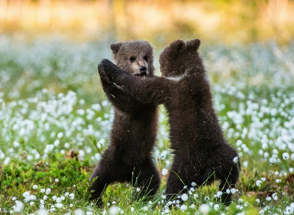 Filhotes Urso Marrom Brincando Floresta Nome Ceintific Ursus Arctos — Fotografia de Stock