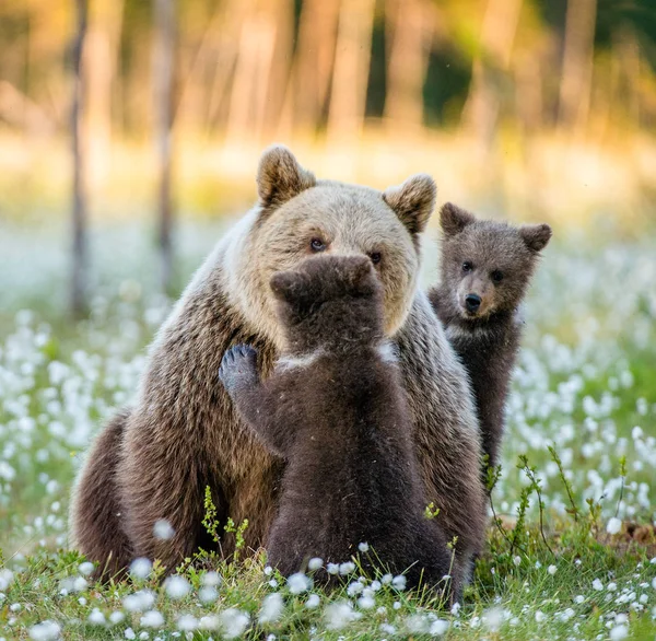 Αρκούδα Και Αντέχει Cubs Στο Ηλιοβασίλεμα Στο Δάσος Στην Θερινή — Φωτογραφία Αρχείου