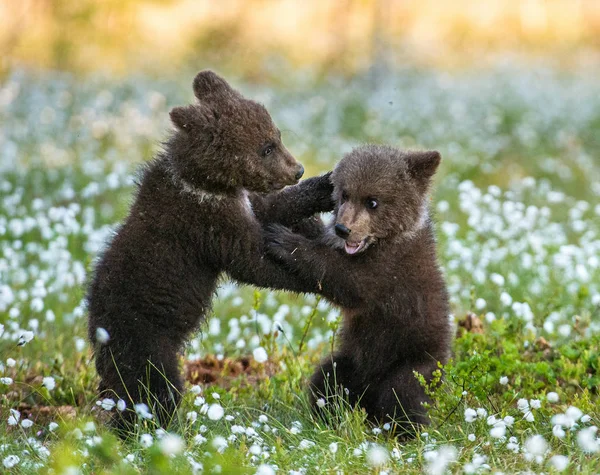 Cachorros Oso Pardo Jugando Bosque Nombre Escéptico Ursus Arctos —  Fotos de Stock