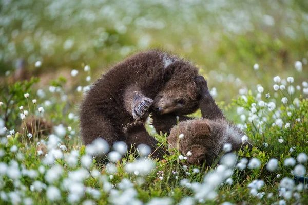 Filhotes Urso Marrom Brincando Floresta Nome Ceintific Ursus Arctos — Fotografia de Stock