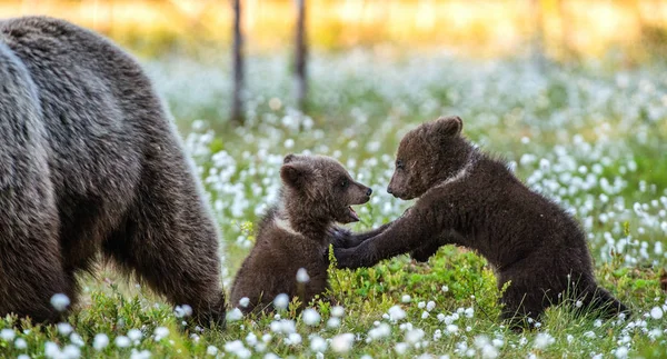 Filhotes Urso Brincalhão Fêmea Adulta Urso Marrom Floresta Hora Verão — Fotografia de Stock